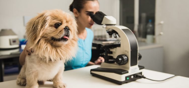 Wskazania do przeprowadzenia badań laboratoryjnych psów i kotów